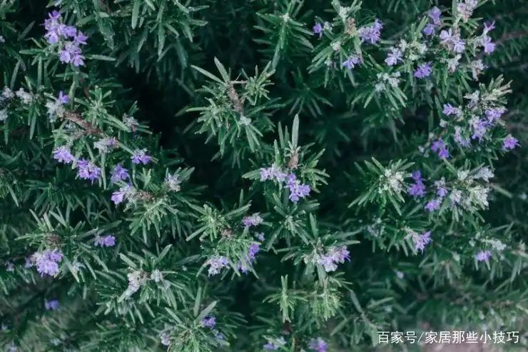 山上种植什么植物可驱防蚊虫
