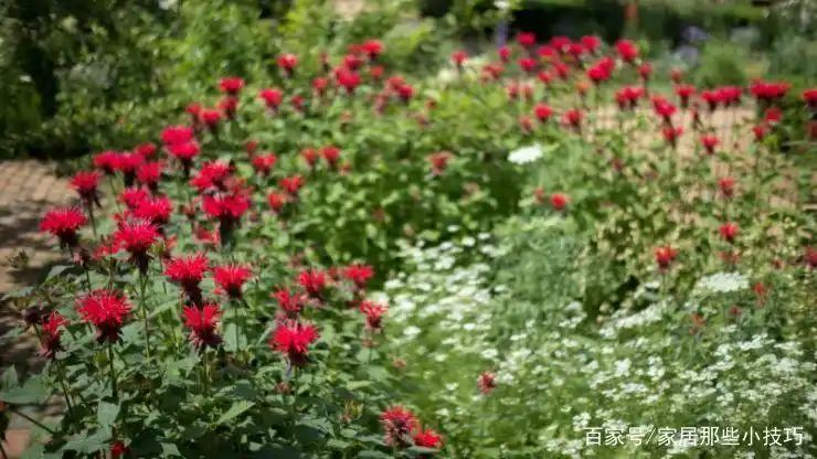 山上种植什么植物可驱防蚊虫