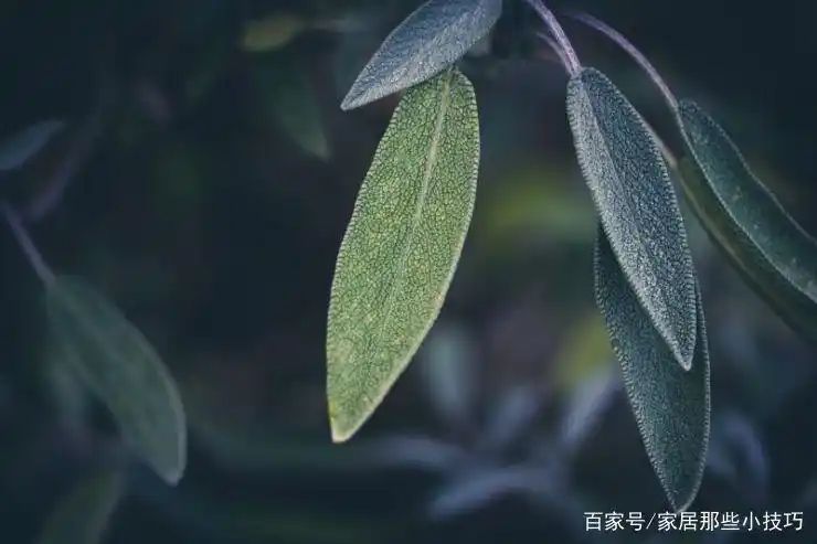 山上种植什么植物可驱防蚊虫