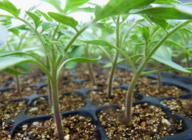 番茄盆栽种植方法
