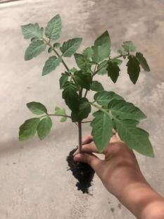 番茄盆栽种植方法