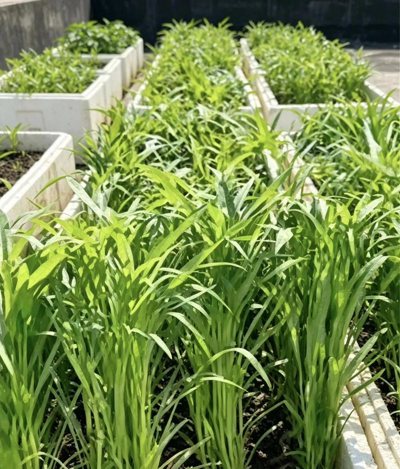 空心菜种植方法