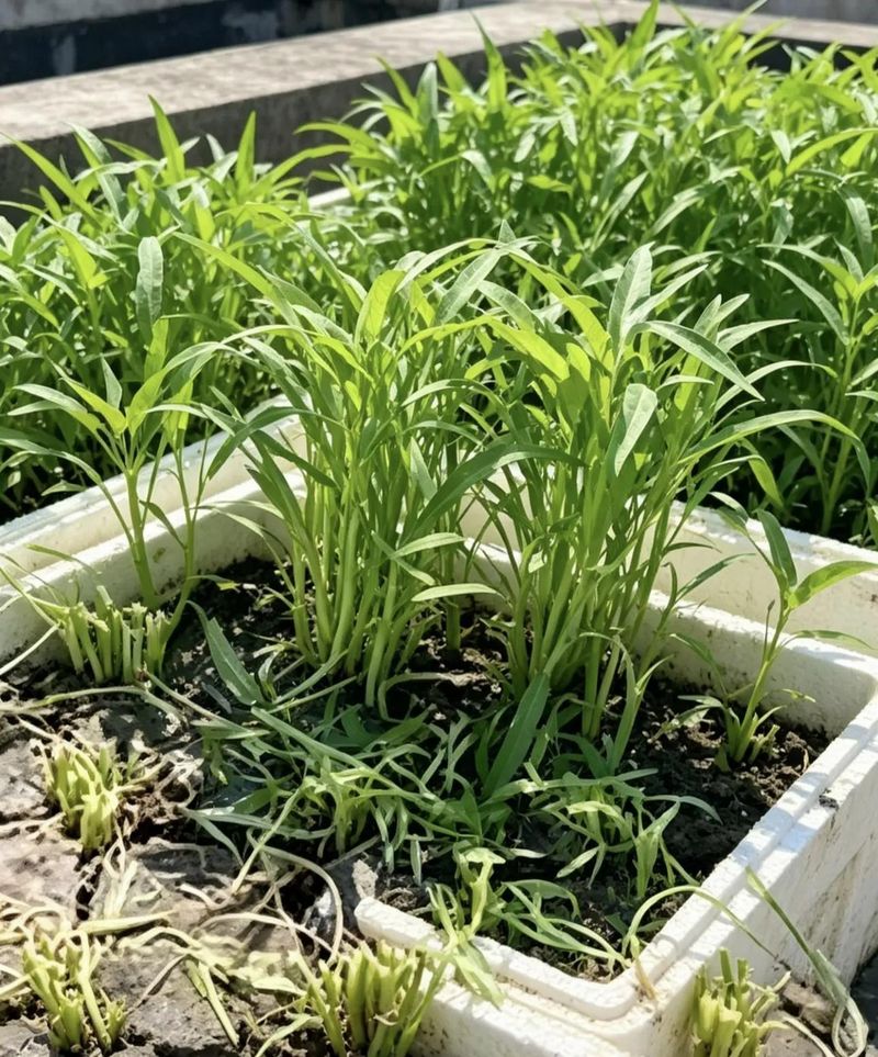 空心菜种植方法