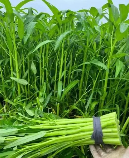 空心菜种植方法