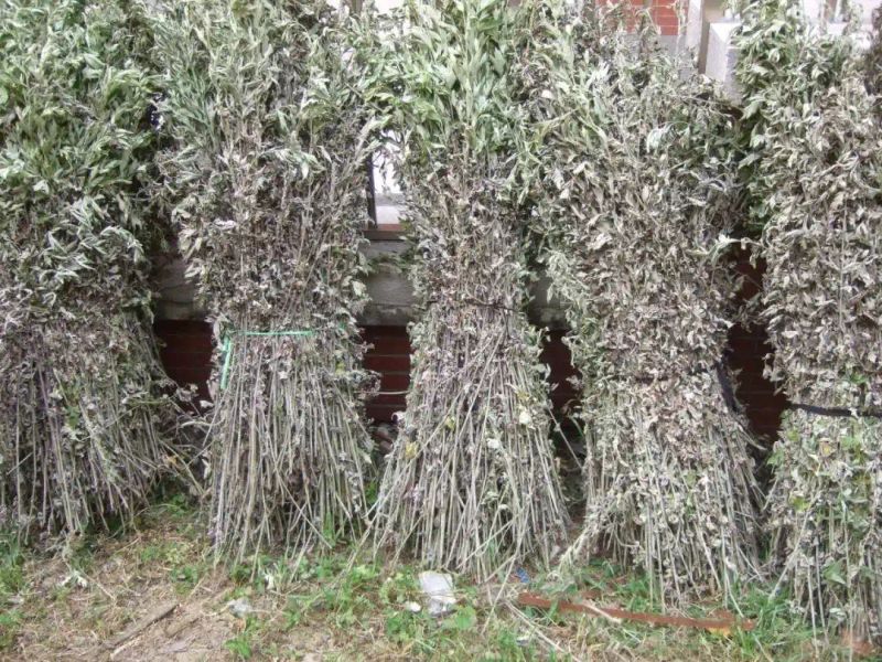 山上种植什么植物可驱防蚊虫