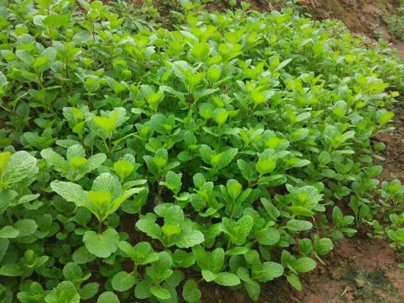山上种植什么植物可驱防蚊虫