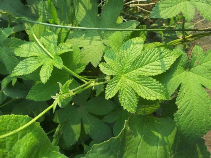 山上种植什么植物可驱防蚊虫
