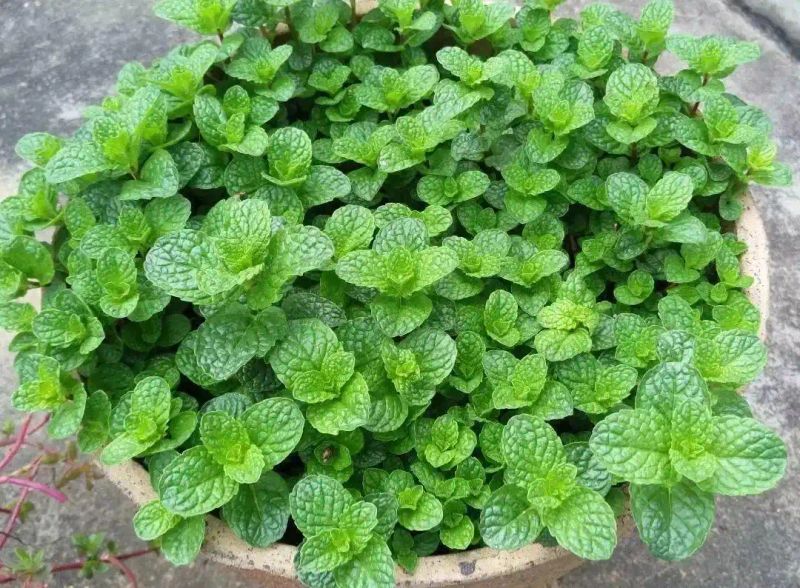 山上种植什么植物可驱防蚊虫
