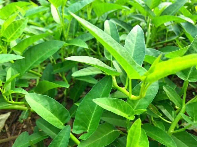 空心菜种植方法
