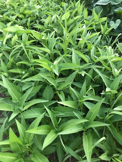 空心菜种植方法