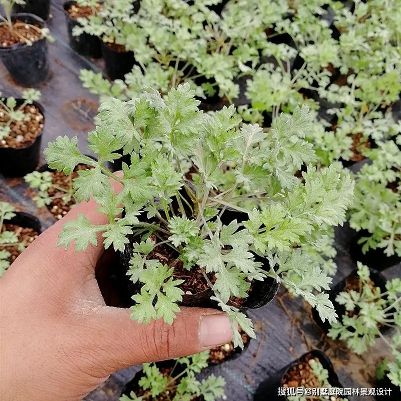 山上种植什么植物可驱防蚊虫