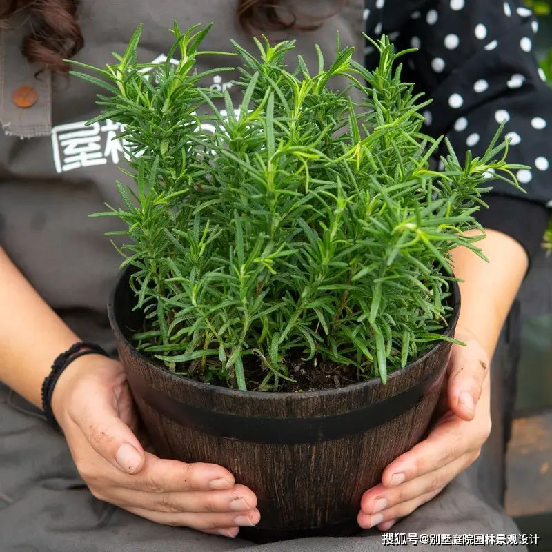 山上种植什么植物可驱防蚊虫