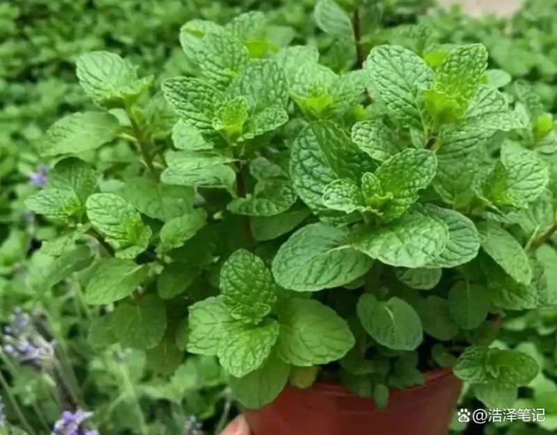 山上种植什么植物可驱防蚊虫