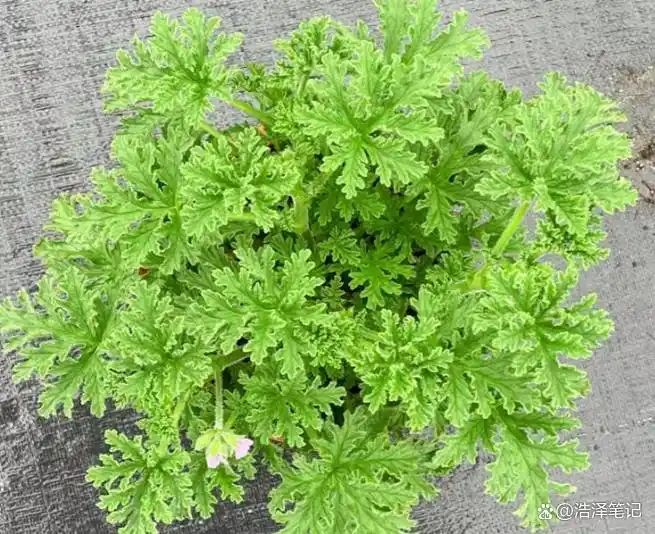 山上种植什么植物可驱防蚊虫