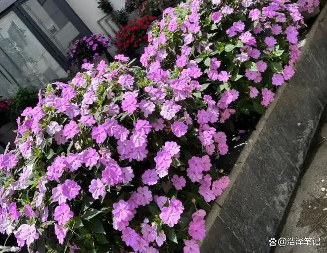 山上种植什么植物可驱防蚊虫