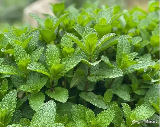 山上种植什么植物可驱防蚊虫