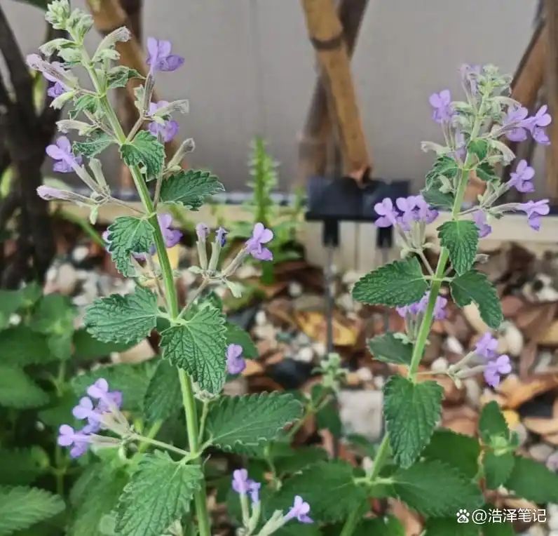 山上种植什么植物可驱防蚊虫