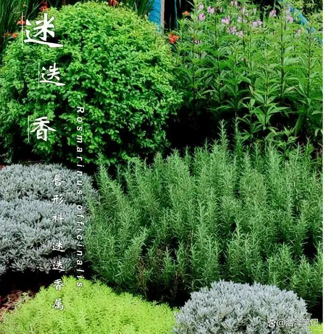 山上种植什么植物可驱防蚊虫