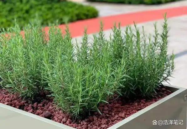 山上种植什么植物可驱防蚊虫