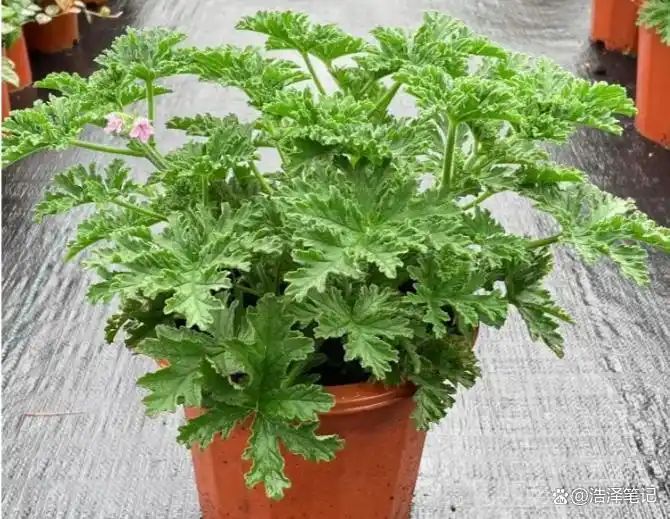 山上种植什么植物可驱防蚊虫