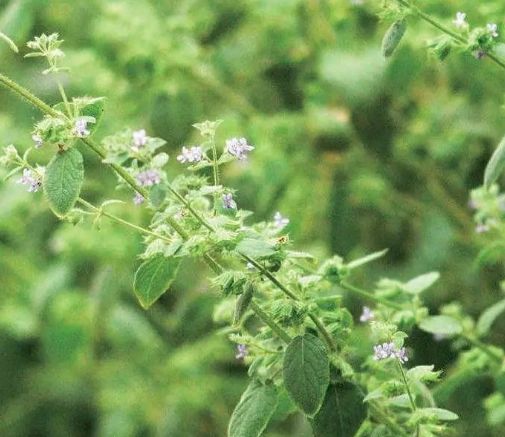 山上种植什么植物可驱防蚊虫