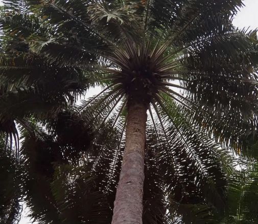 山上种植什么植物可驱防蚊虫