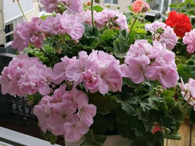 山上种植什么植物可驱防蚊虫