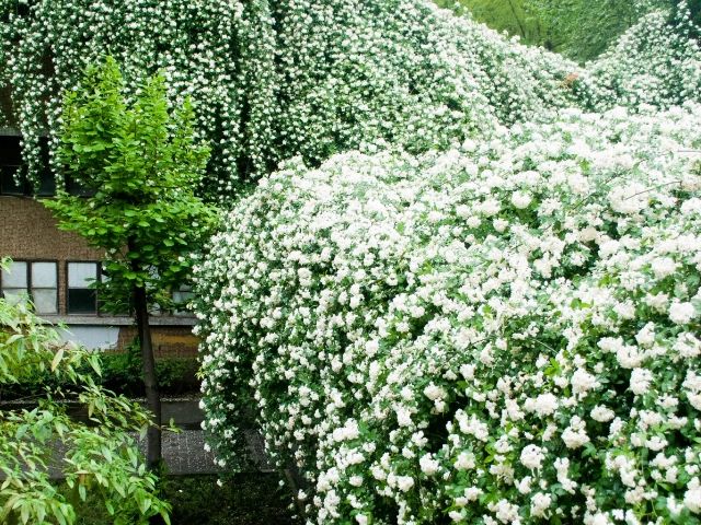 山上种植什么植物可驱防蚊虫