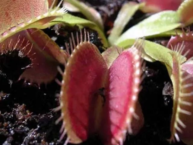 山上种植什么植物可驱防蚊虫