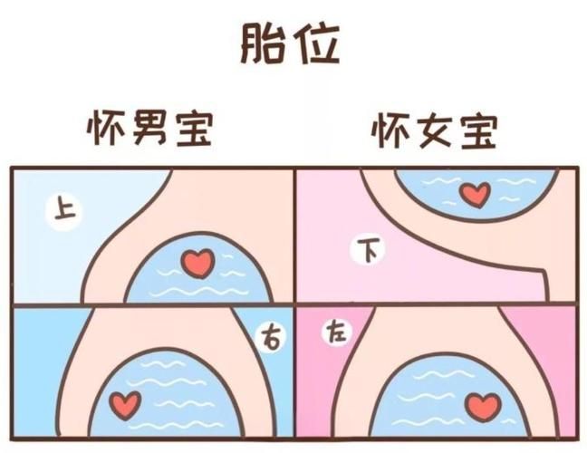 胎儿鉴定方法