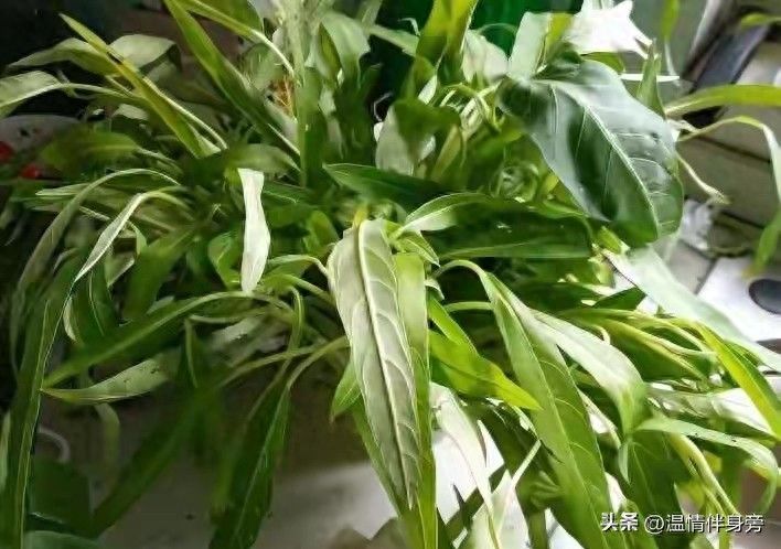 空心菜种植方法