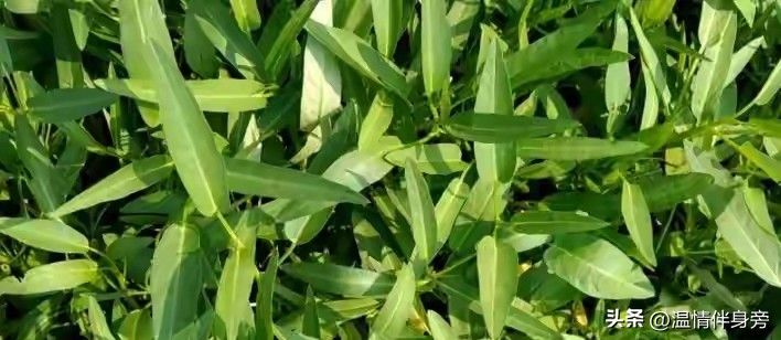 空心菜种植方法