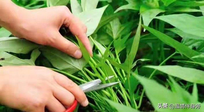 空心菜种植方法