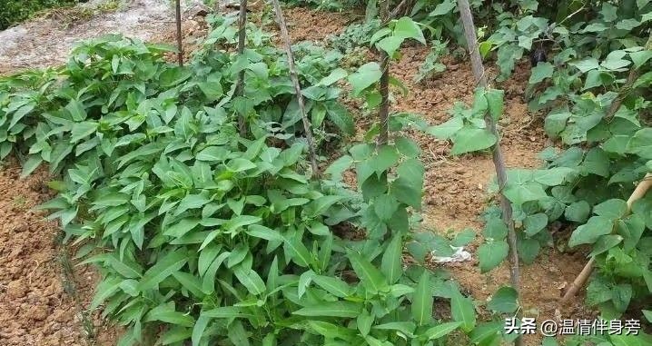 空心菜种植方法