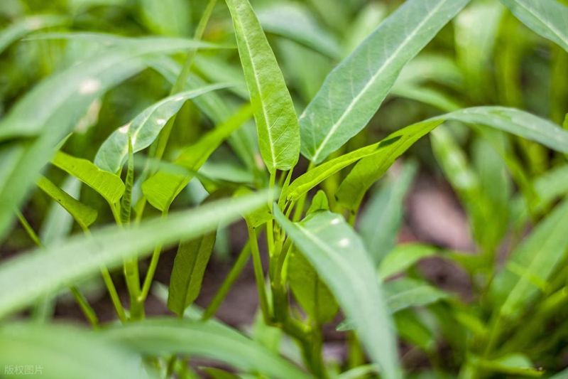空心菜种植方法