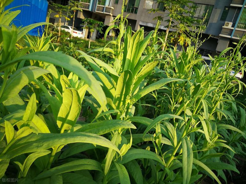 空心菜种植方法