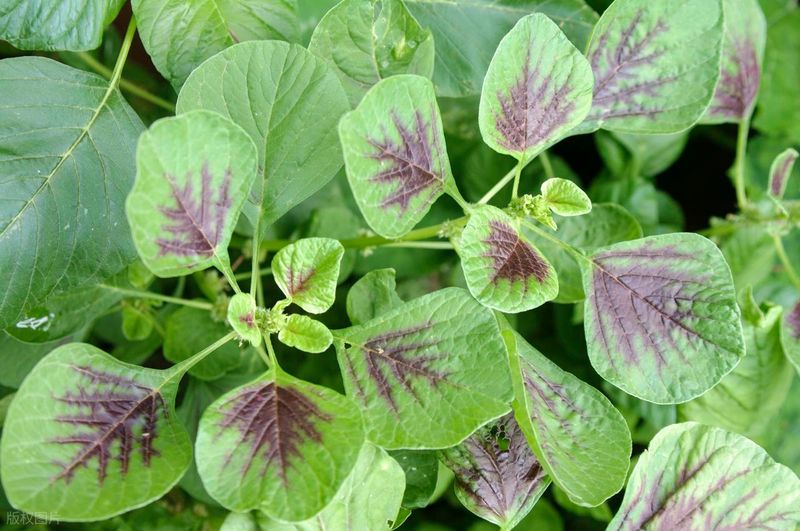 空心菜种植方法