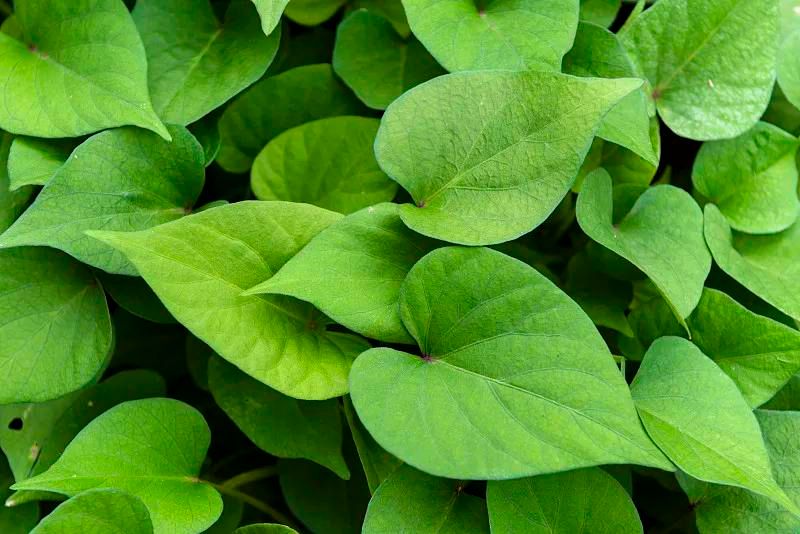 空心菜种植方法
