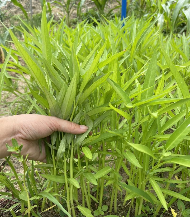 空心菜种植方法