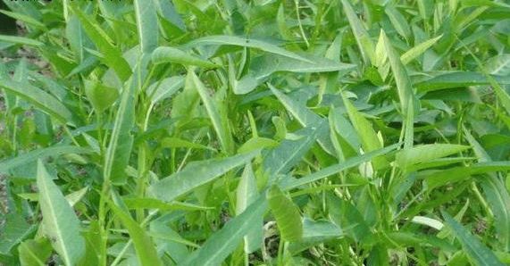 空心菜种植方法