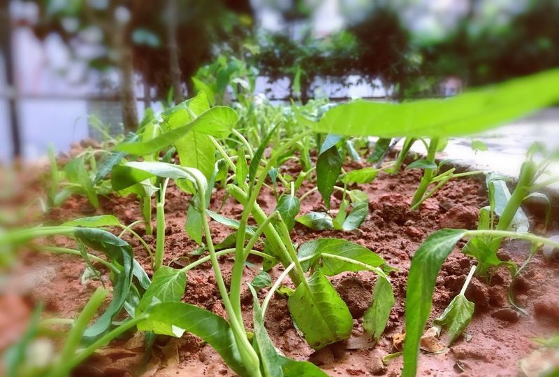 空心菜种植方法