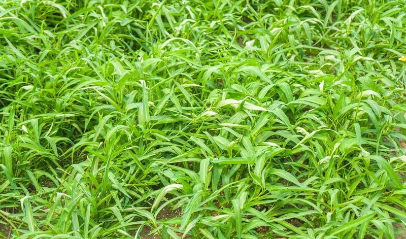 空心菜种植方法