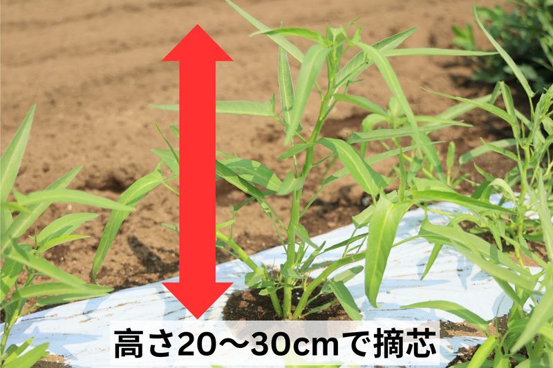 空心菜种植方法