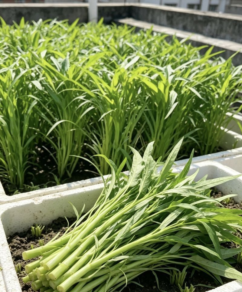 空心菜种植方法
