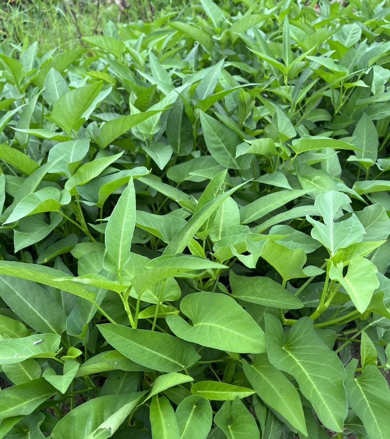 空心菜种植方法