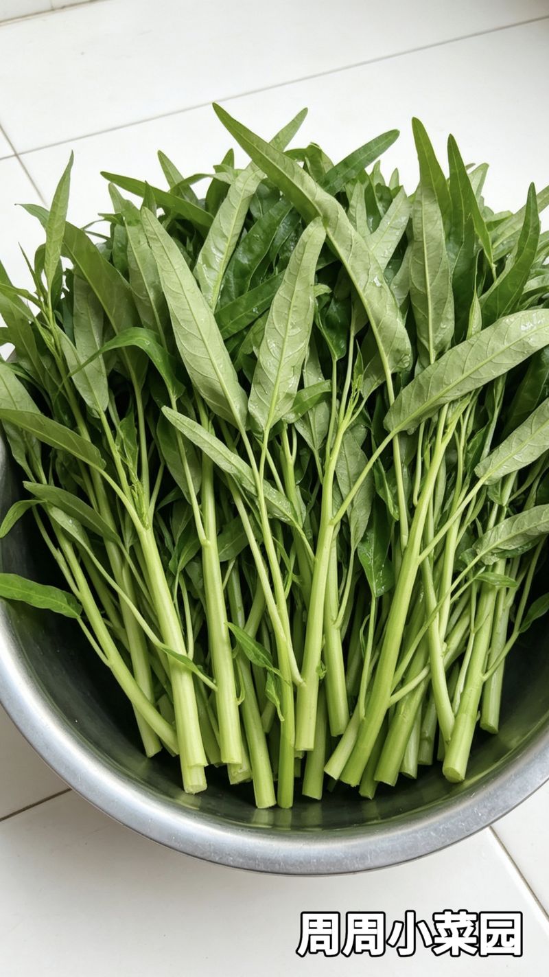 空心菜种植方法