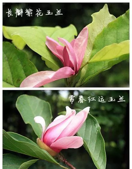 木兰种植方法