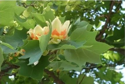 木兰种植方法