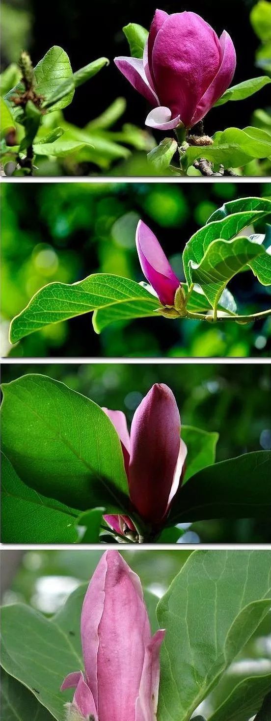 木兰种植方法