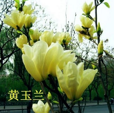 木兰种植方法